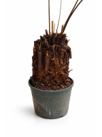 Dicksonia Antarctica